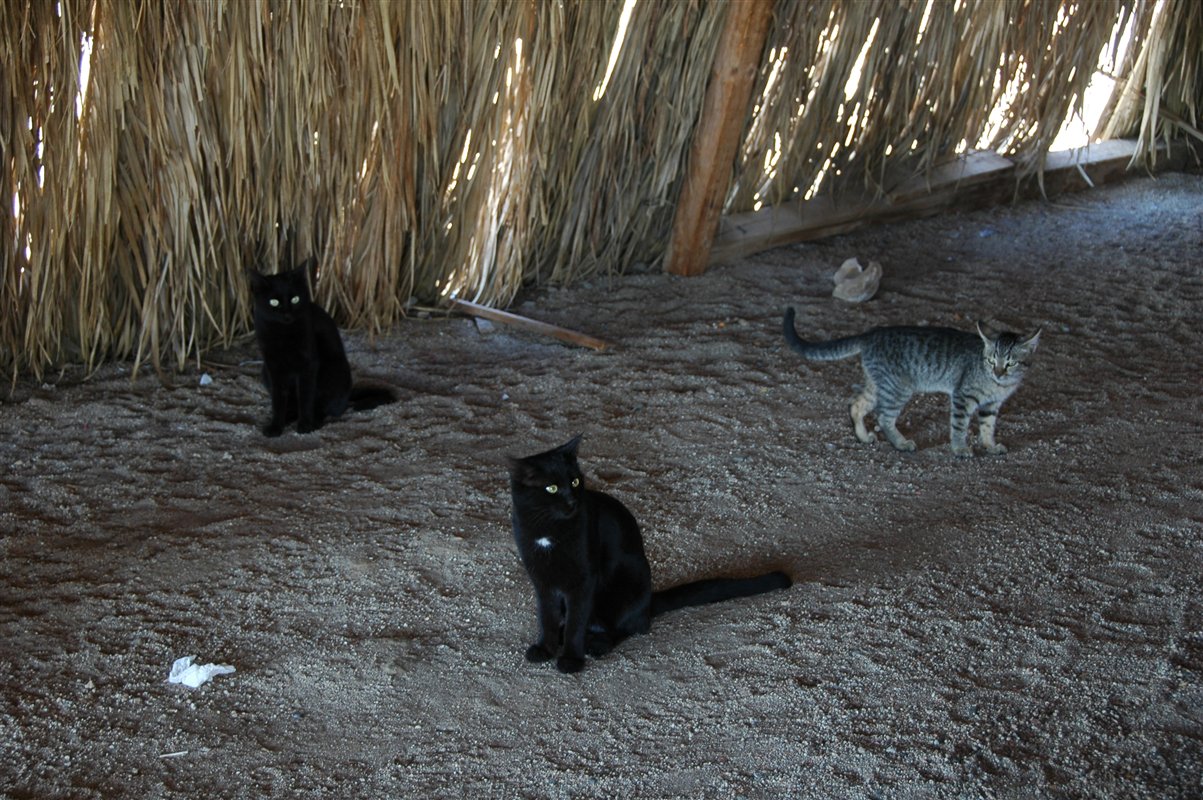 beduińskie koty